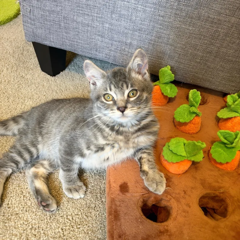A baby medium-sized male Domestic Short Hair cat named Luffy for adoption in Rochester, WA