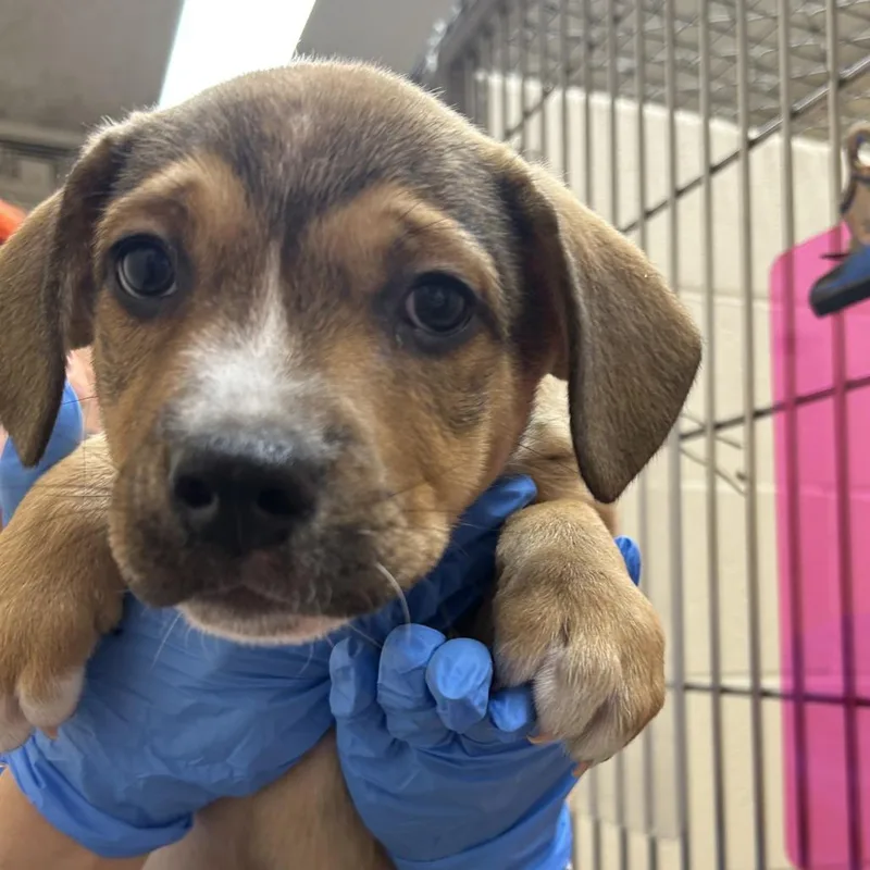 A baby small-sized male Labrador Retriever dog named Falling Leaves for adoption in Springfield, MA