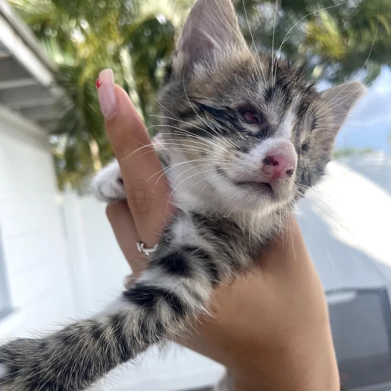 A baby small-sized female Brown / Chocolate Domestic Short Hair cat named Pig Nose for adoption in Port Richey, FL