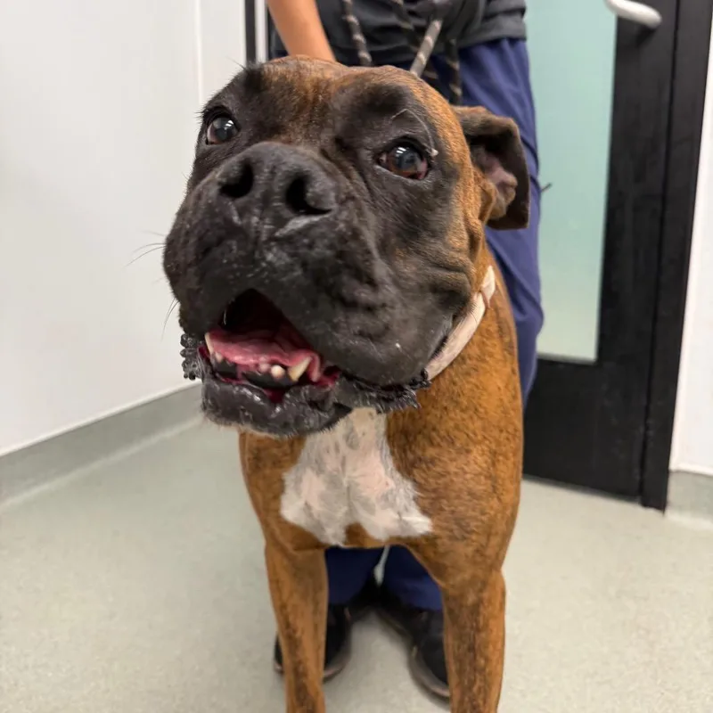 An adult large-sized female Brindle Boxer dog named Nalah for adoption in Abilene, TX