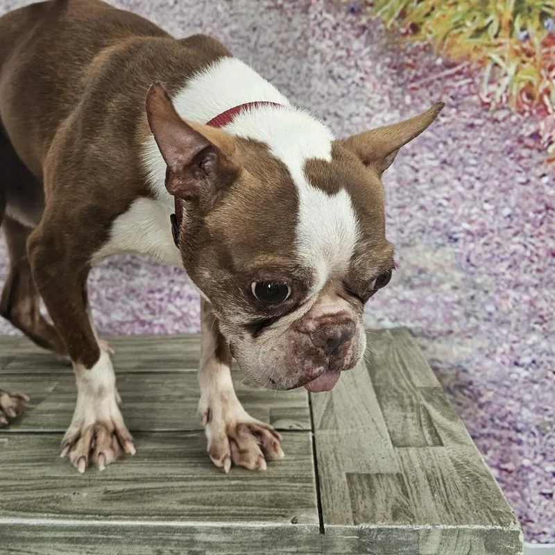 A senior small-sized male Yellow / Tan / Blond / Fawn Boston Terrier dog named Fenway for adoption in Normal, IL