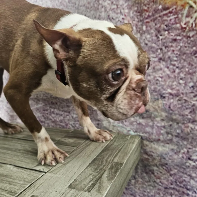 Fenway thumbnail 2