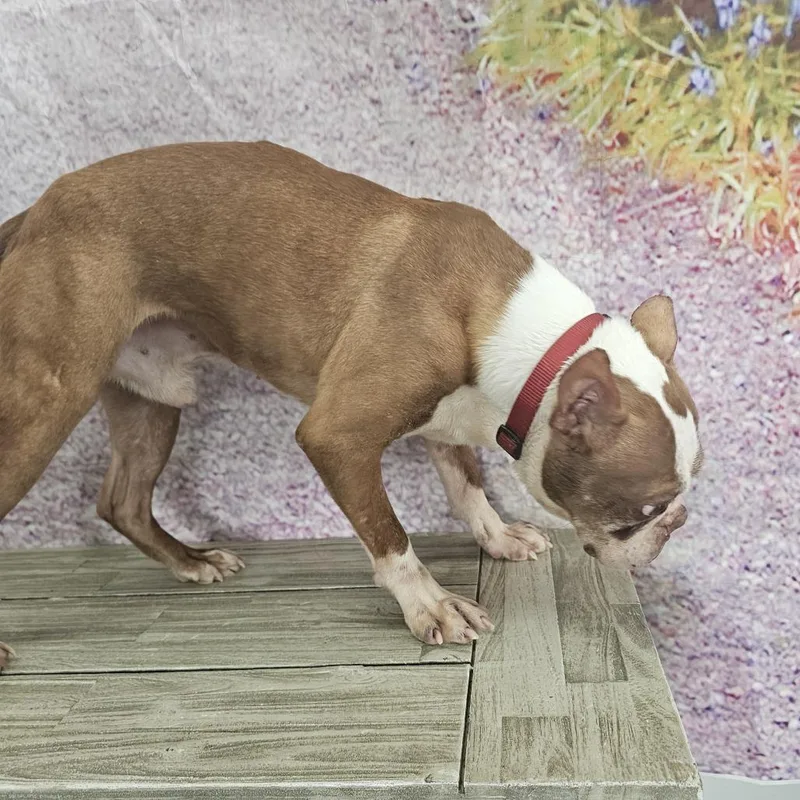 Fenway thumbnail 4