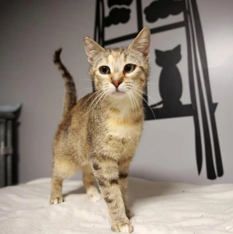 A young medium-sized female Dilute Tortoiseshell American Shorthair cat named Misty for adoption in Loogootee, IN