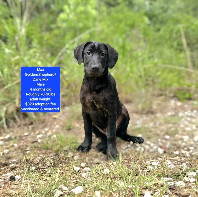 Max