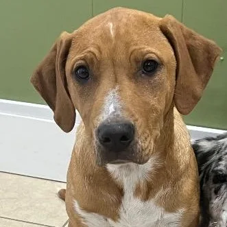 A baby medium-sized female Labrador Retriever dog named Sunny for adoption in Chelmsford, MA