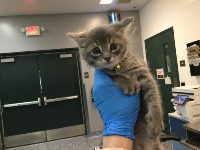 A baby small-sized male Domestic Short Hair cat named Cinco for adoption in Thousand Palms, CA