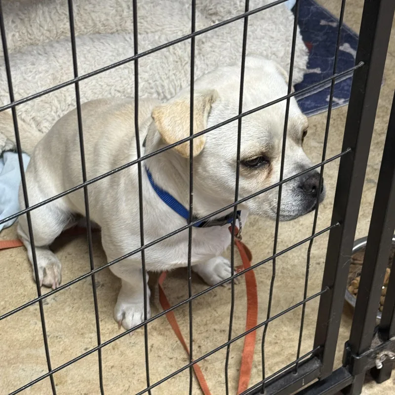 An adult medium-sized male Yellow / Tan / Blond / Fawn French Bulldog dog named Brody  Small Guy for adoption in Kirkland, WA