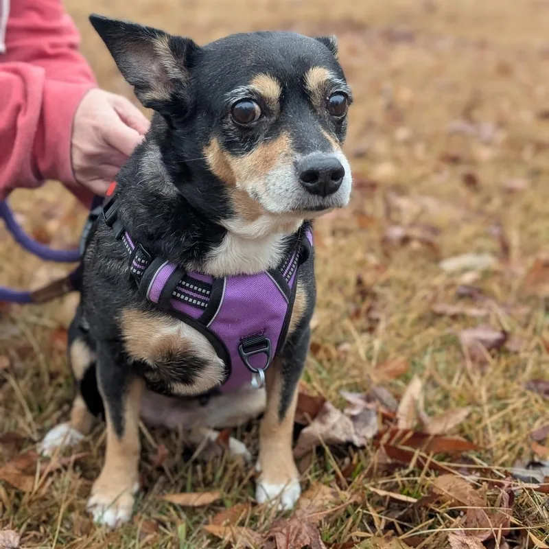 Jelly Bean thumbnail 2