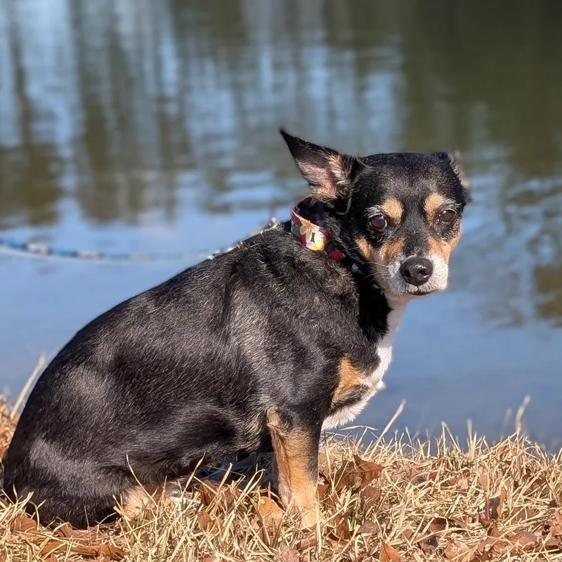 Jelly Bean thumbnail 3