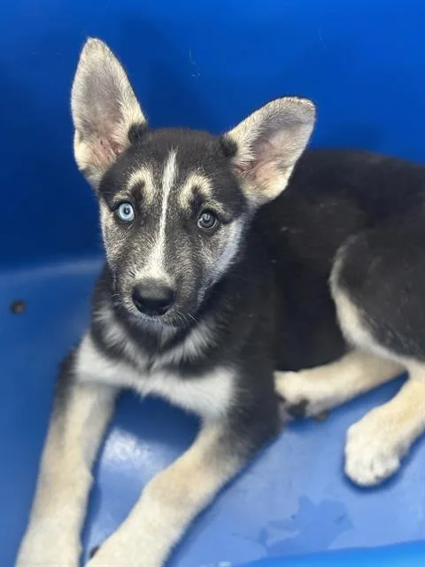 A baby large-sized female Mixed Breed dog named Allura for adoption in Dallas, TX