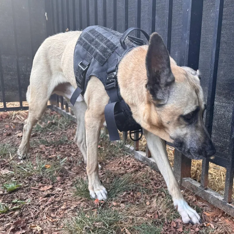 A senior large-sized male Brown / Chocolate Mixed Breed dog named Loki for adoption in Lynchburg, VA