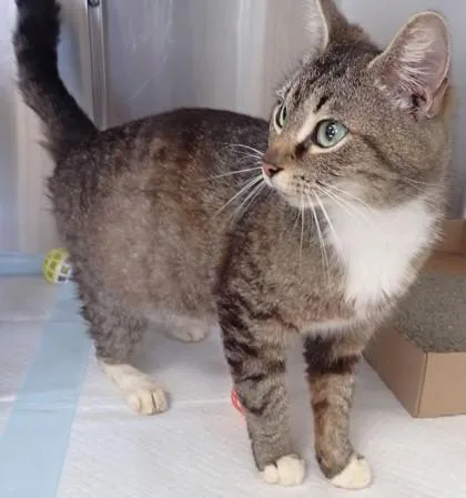 An adult medium-sized female Domestic Short Hair cat named Marabel for adoption in Taylorsville, NC