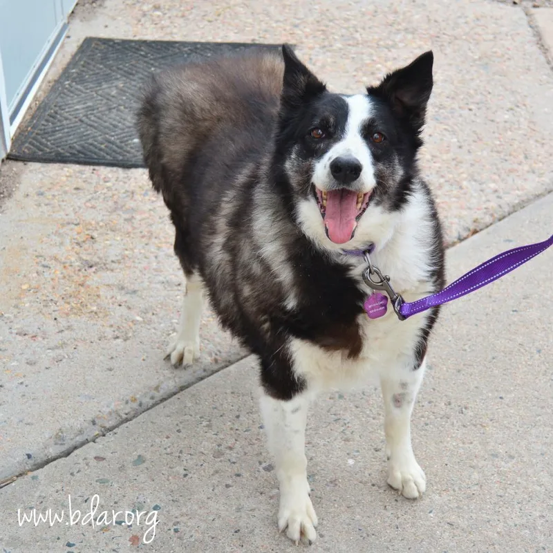 A senior large-sized female Black Border Collie dog named Bunny for adoption in Cheyenne, WY