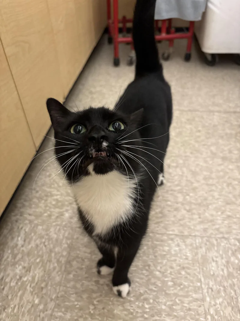 Purrsephone Rm thumbnail 2