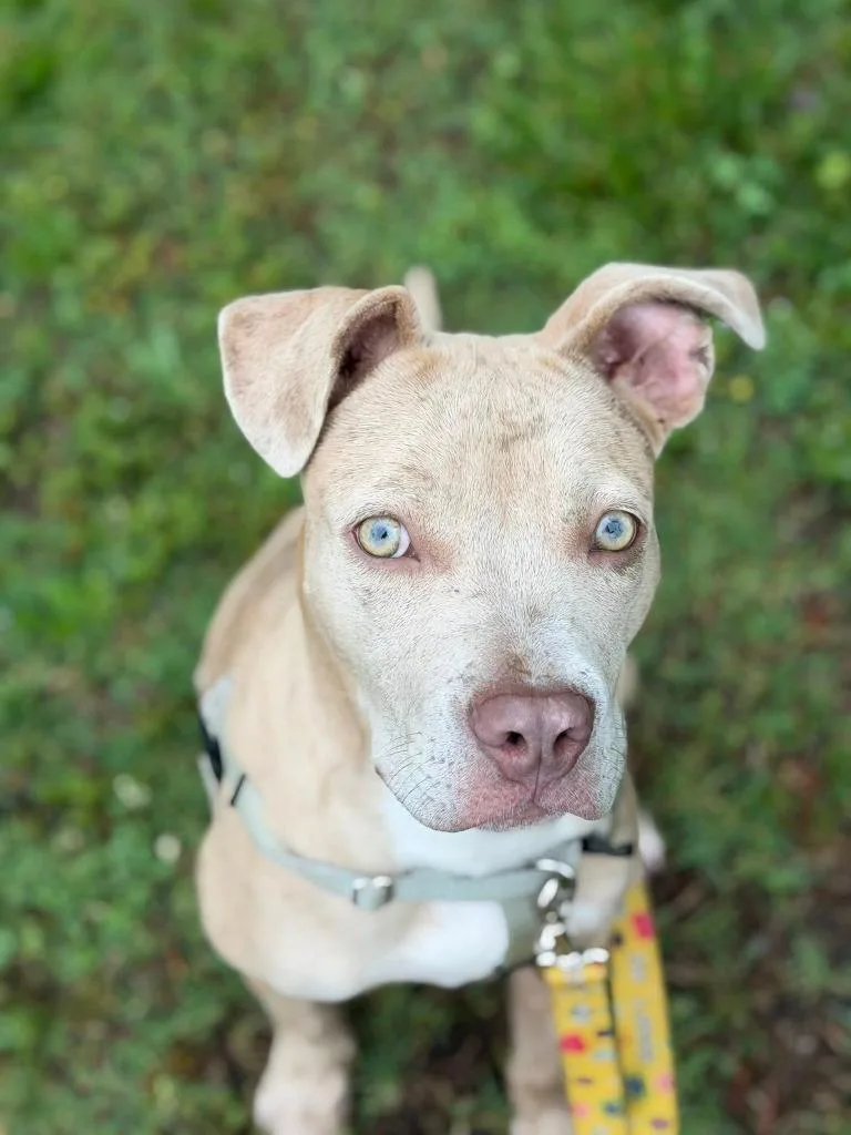 A baby medium-sized female Terrier dog named Celeste for adoption in Fort Mill, SC