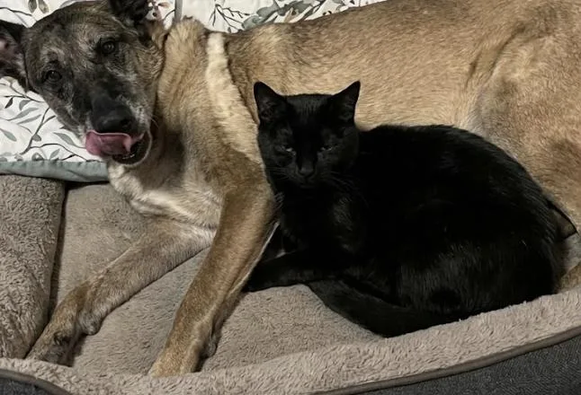 An adult medium-sized female Yellow / Tan / Blond / Fawn Belgian Shepherd / Malinois dog named Carla for adoption