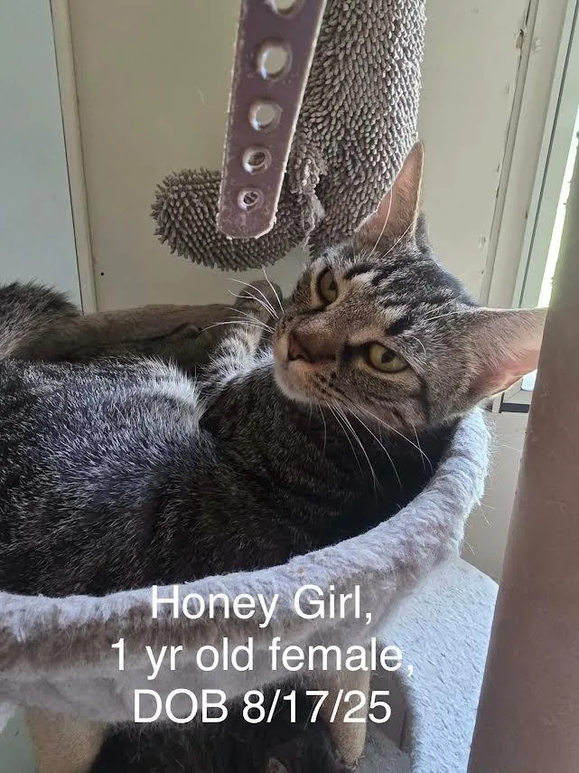 A young small-sized female Domestic Short Hair cat named Honey Girl for adoption in Glenfield, NY
