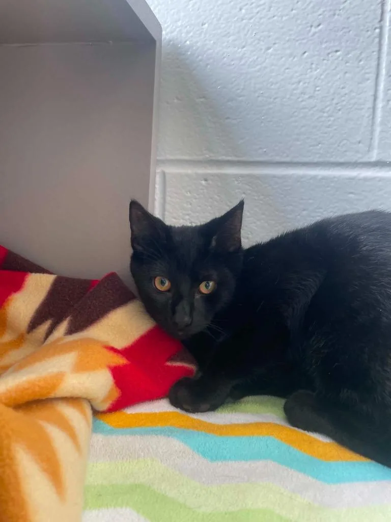A baby medium-sized male Domestic Short Hair cat named Sylvester for adoption in Hamilton, OH