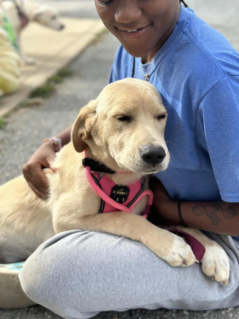 A baby medium-sized female Yellow Labrador Retriever dog named Sunflower for adoption in Ellicott City, MD
