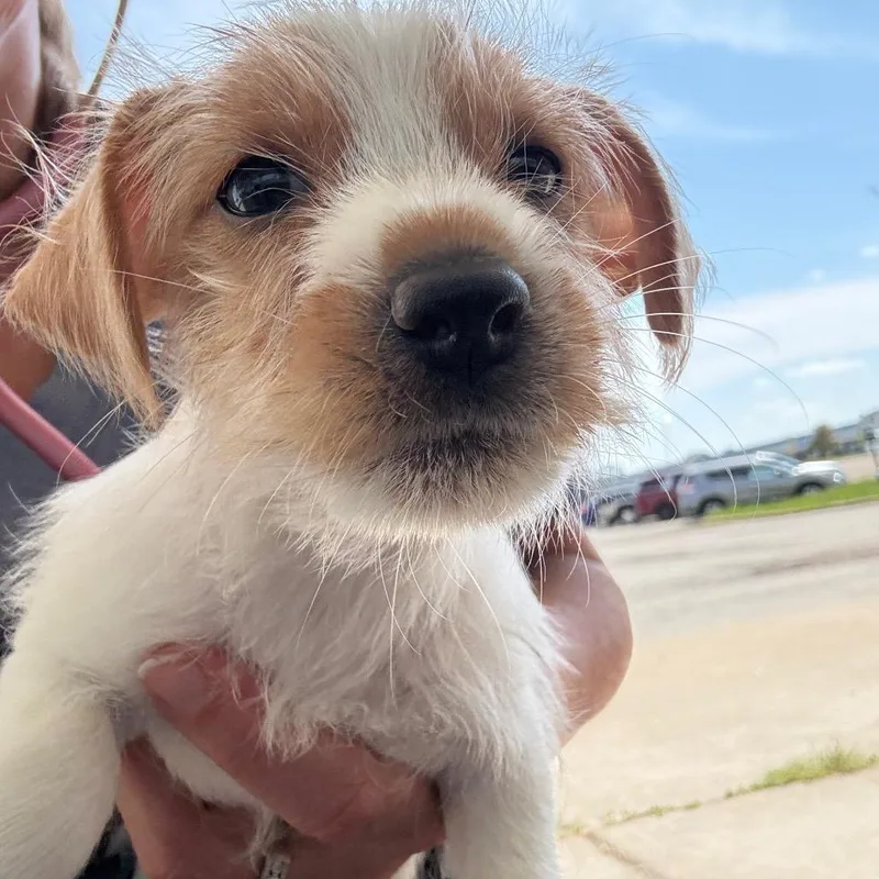 A baby small-sized female White / Cream Jack Russell Terrier dog named Rusty for adoption in Normal, IL