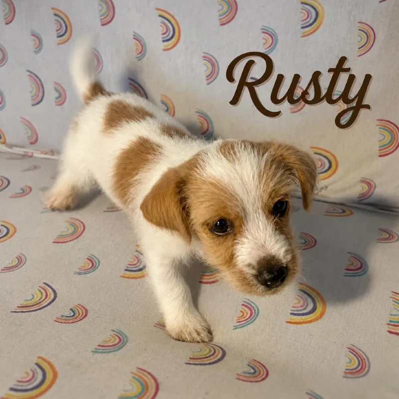Rusty thumbnail 2