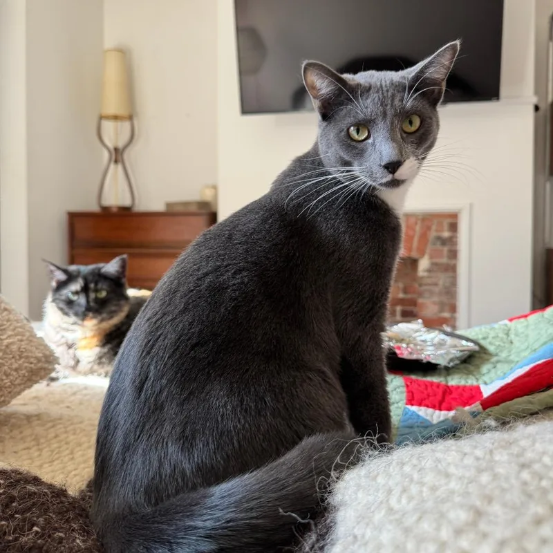 An adult small-sized male Gray / Blue / Silver Domestic Short Hair cat named Arthur for adoption in Gibsonia, PA