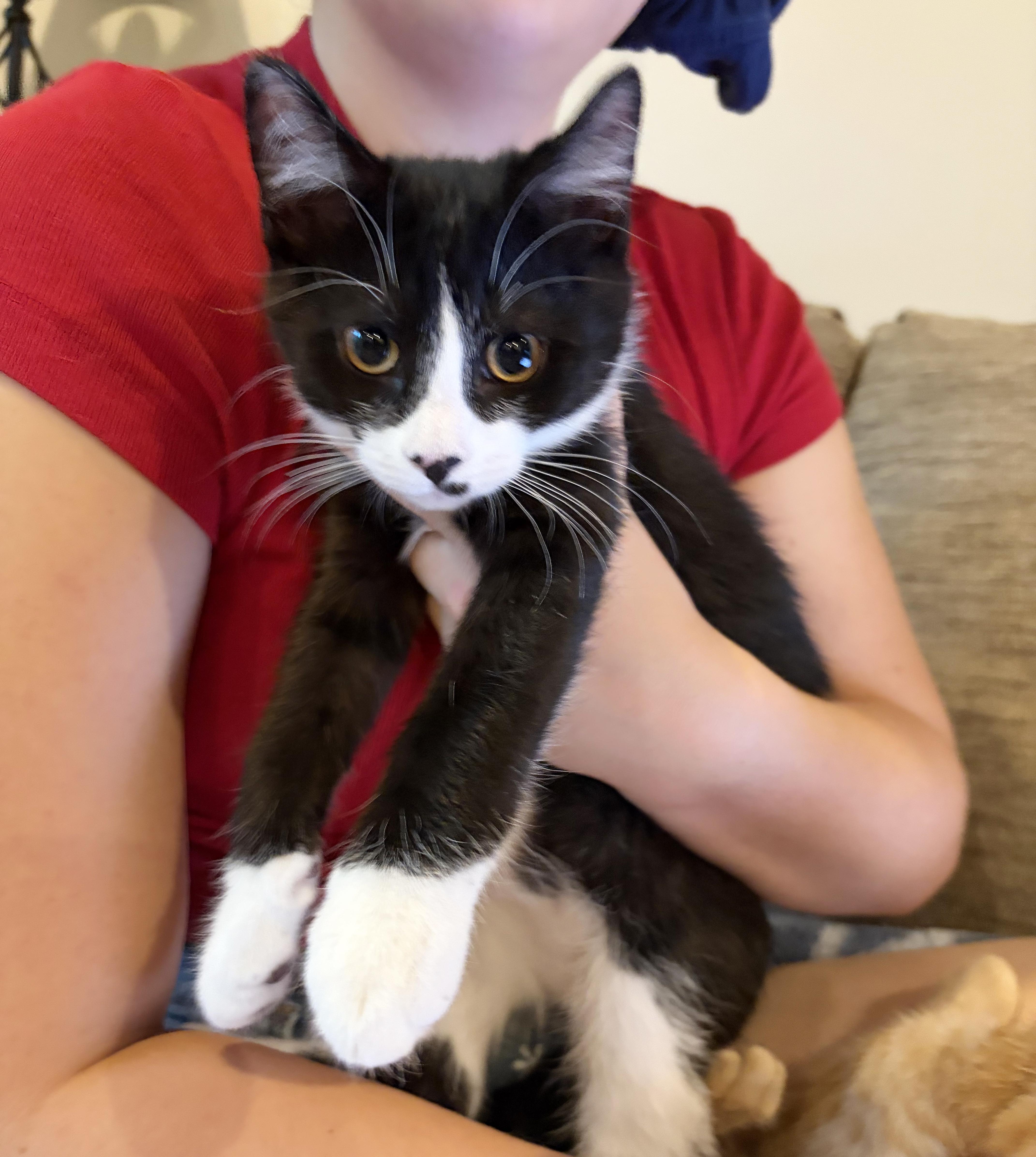 A baby medium-sized male Black & White / Tuxedo Domestic Short Hair cat named Blake for adoption in Parkville, MO