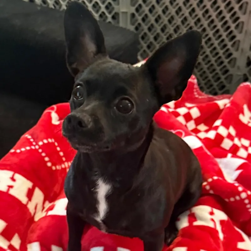 An adult small-sized female Black Chihuahua dog named Queenie for adoption in Santa Fe, TX