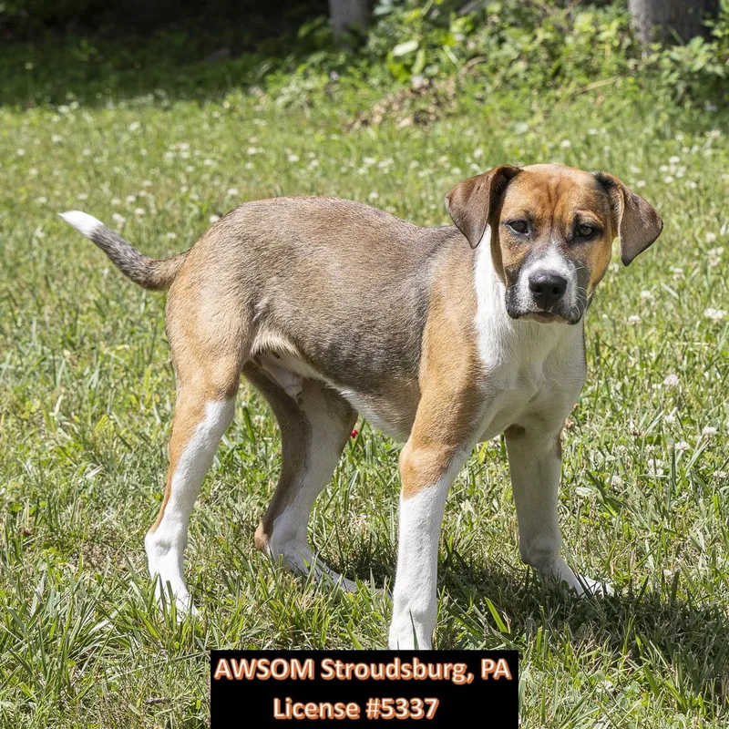 A baby medium-sized male White / Cream Hound dog named Elmo for adoption in Stroudsburg, PA