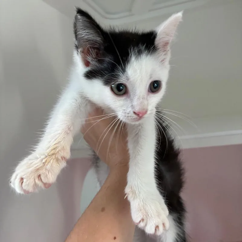 A baby small-sized female Black Domestic Short Hair cat named Ice Cream for adoption in Greensboro, NC
