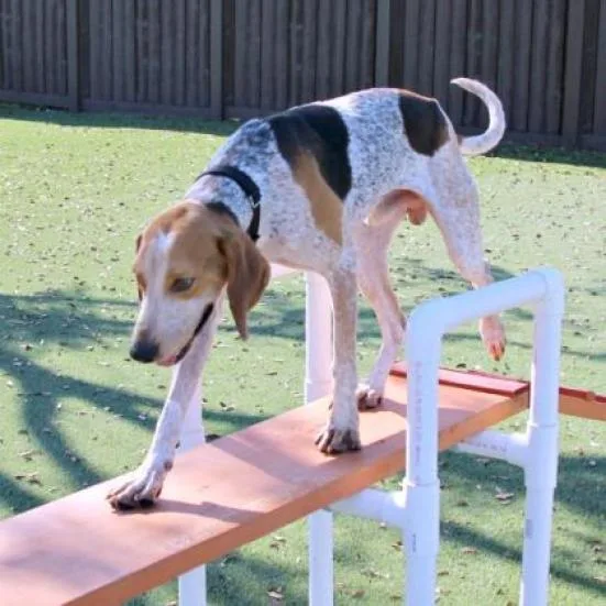 A senior large-sized male Yellow / Tan / Blond / Fawn Hound dog named Lou AKA Kaio for adoption in LOXAHATCHEE, FL