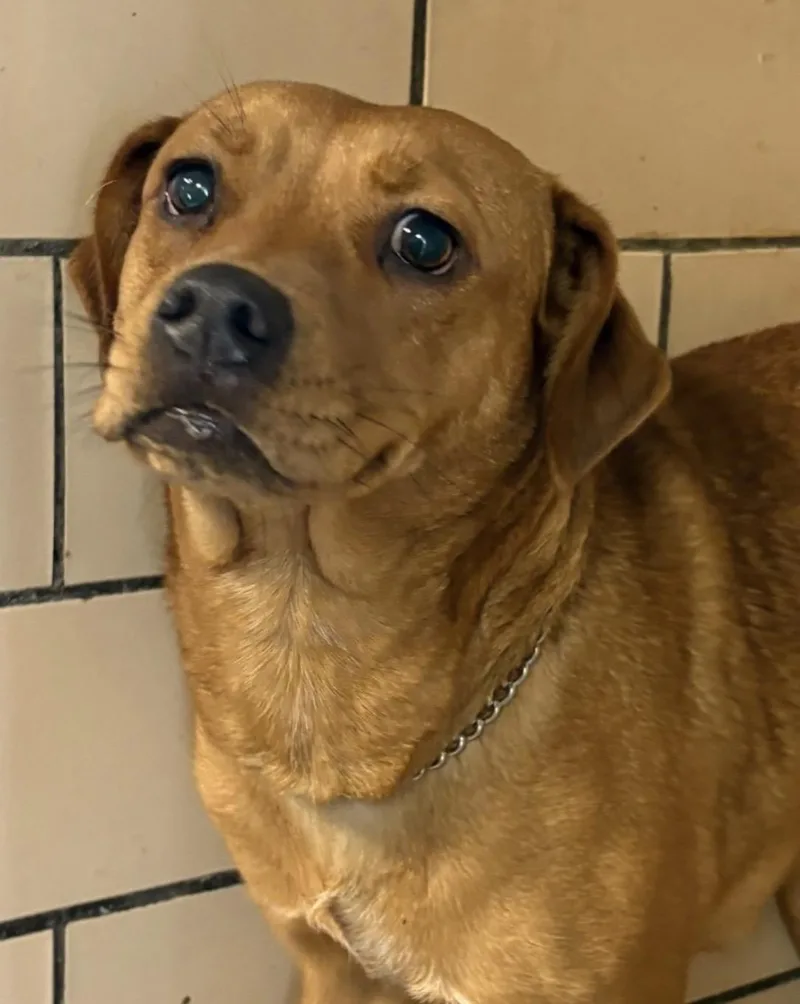 A young small-sized female Brown / Chocolate Terrier dog named Incahold for adoption in Canton, OH