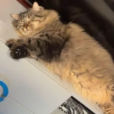 Jerry thumbnail 2