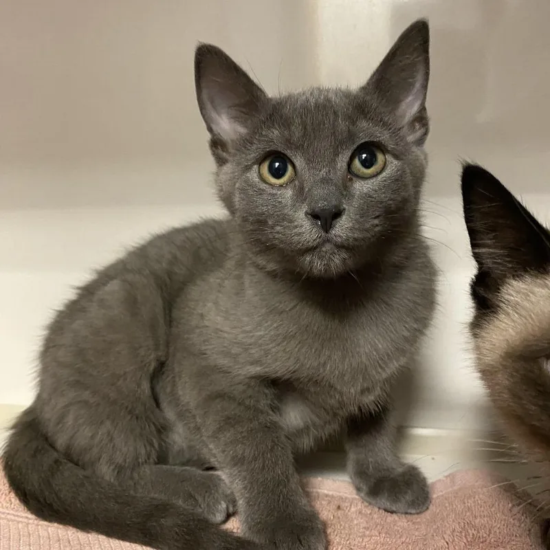A baby small-sized female Gray / Blue / Silver Domestic Short Hair cat named Lauren for adoption in Redwood City, CA