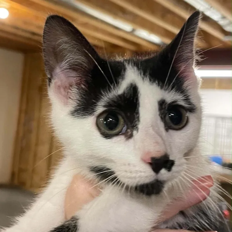 A baby small-sized female Black Domestic Short Hair cat named Miss Amaryllis for adoption in Inwood, WV