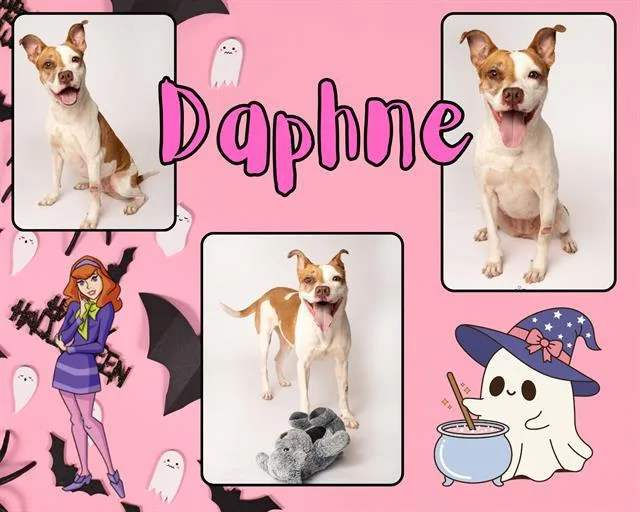 Daphne