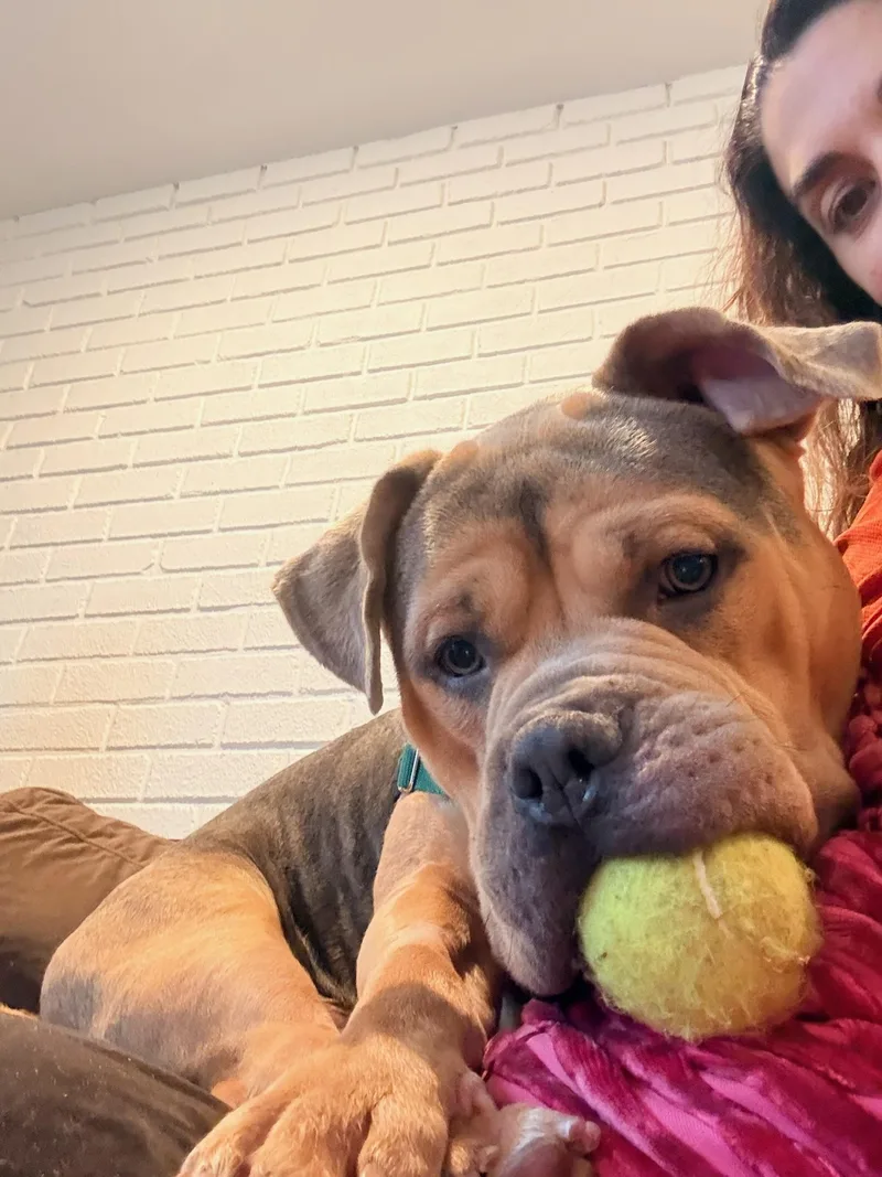A young large-sized male Tricolor (Brown, Black, & White) Mixed Breed dog named Bruno for adoption in Vassalboro, ME