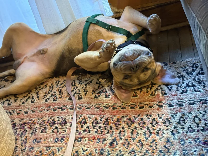 Bruno thumbnail 5