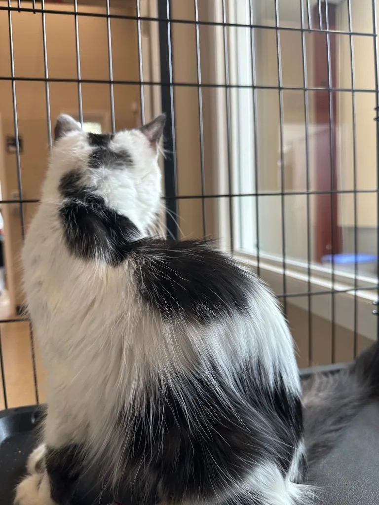 A young small-sized female Domestic Long Hair cat named Isabel for adoption in Newberg, OR
