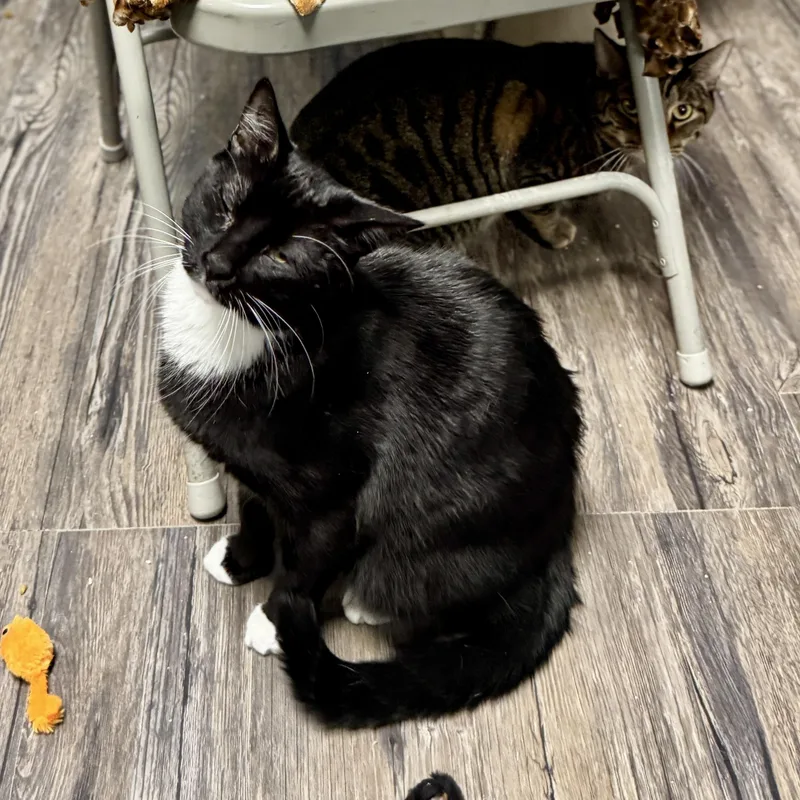 Spiderman thumbnail 2