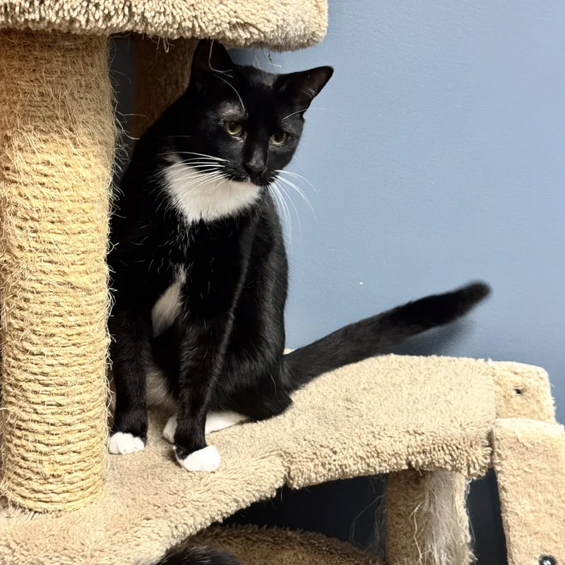 Spiderman thumbnail 3