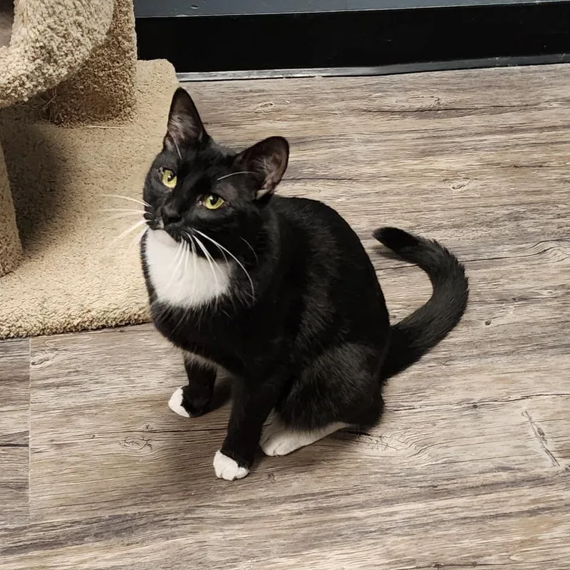 Spiderman thumbnail 4