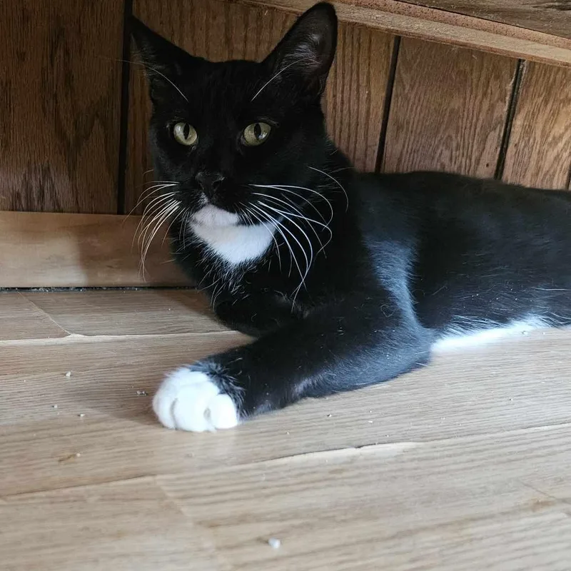 Spiderman thumbnail 5