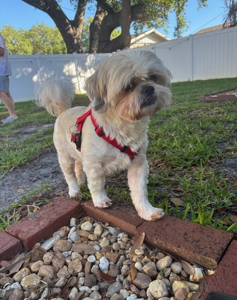 Tobey Maguire thumbnail 5