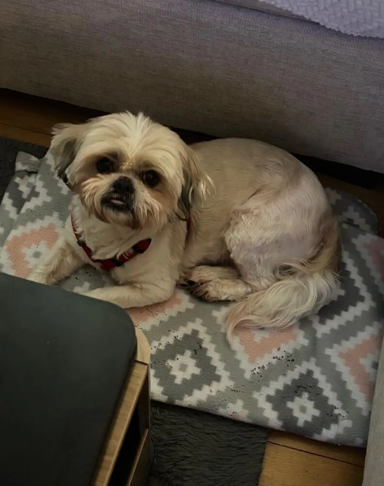 Tobey Maguire thumbnail 6