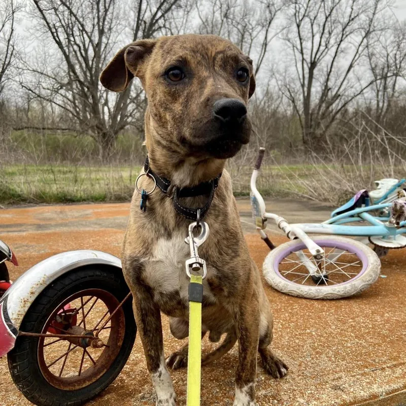 Ralphi The Tiger thumbnail 2