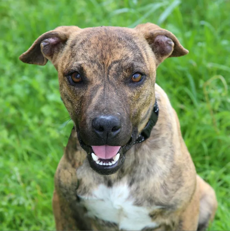 Ralphi The Tiger thumbnail 3