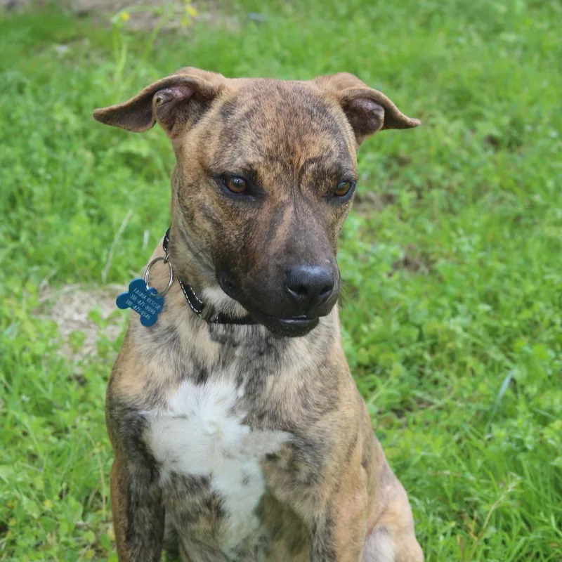 Ralphi The Tiger thumbnail 4