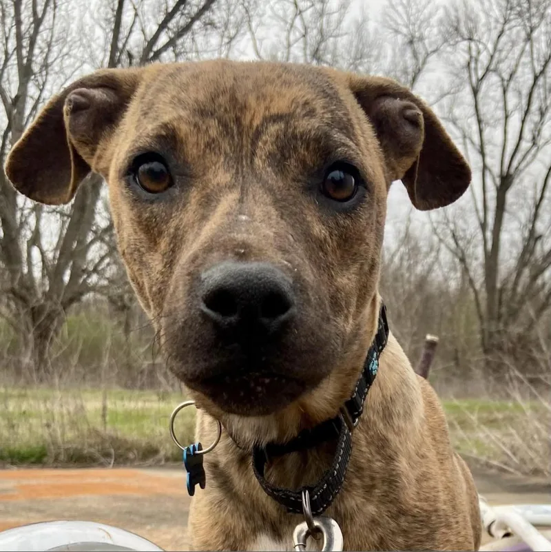 Ralphi The Tiger thumbnail 5